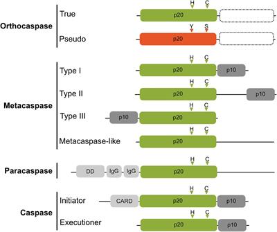 Phylogenetic Distribution and Diversity of Bacterial Pseudo-Orthocaspases Underline Their Putative Role in Photosynthesis